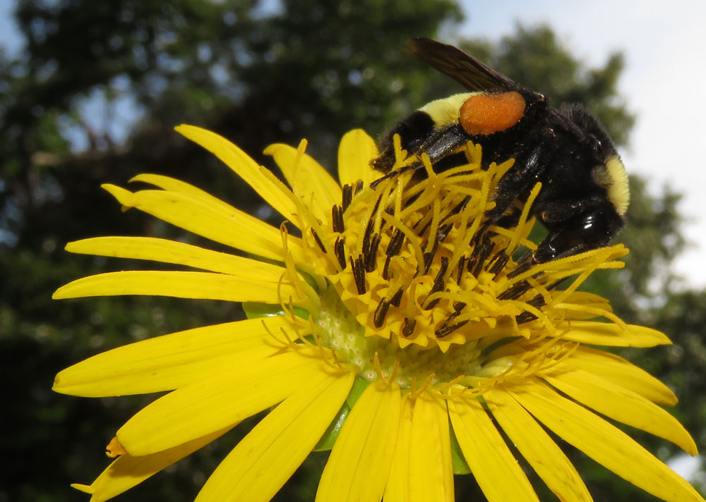 Bombus-pennsylvanicus-Elsa