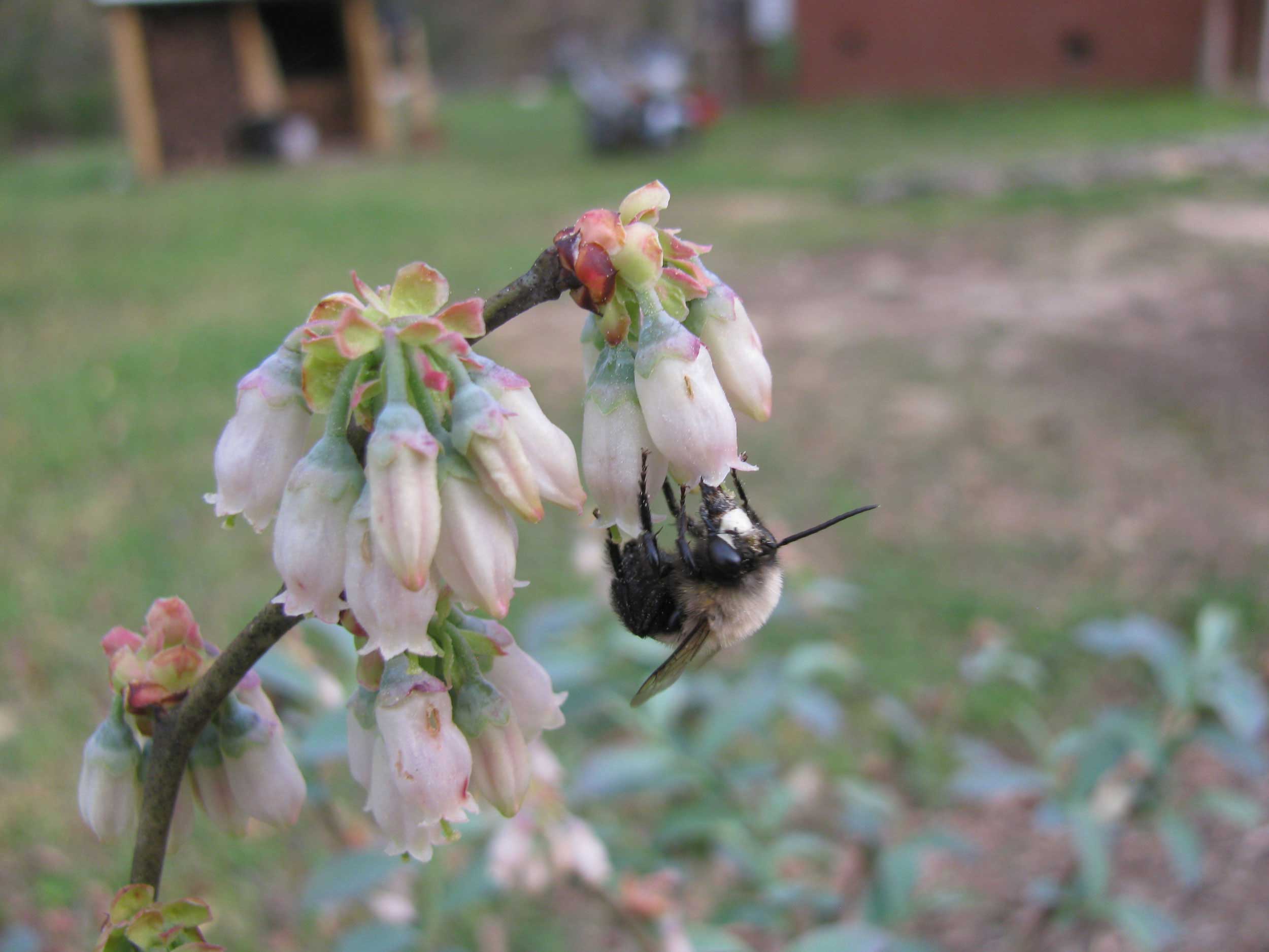 blueberry bee 