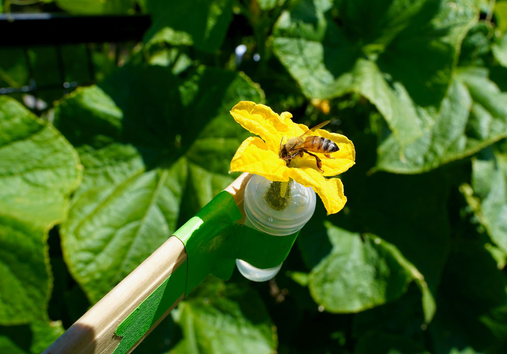 research-apis-cucumber