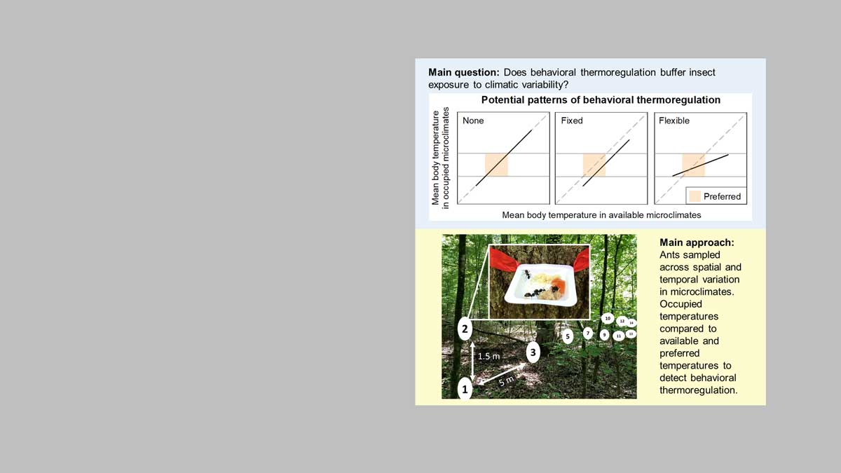 JAEE-graphical-abstract-ant-thermoregulation
